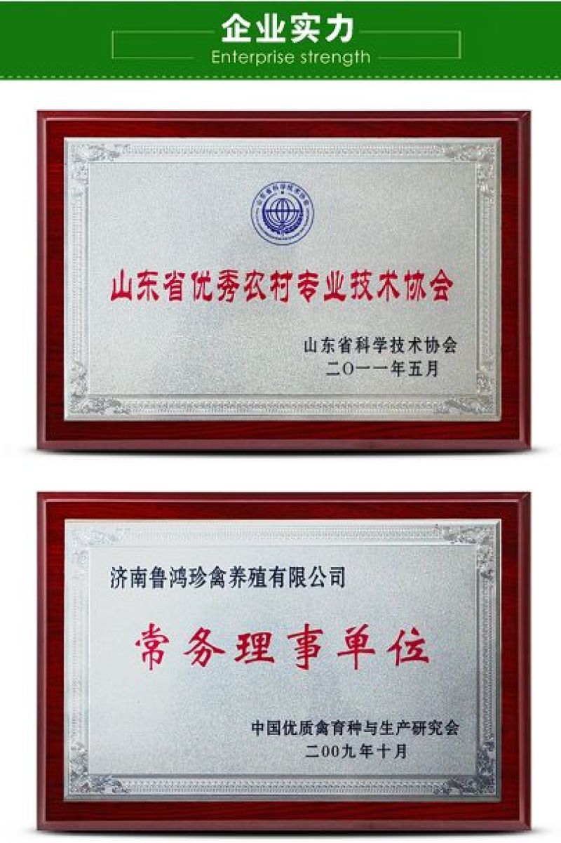 贵妃鸡苗纯种贵妃可鉴别