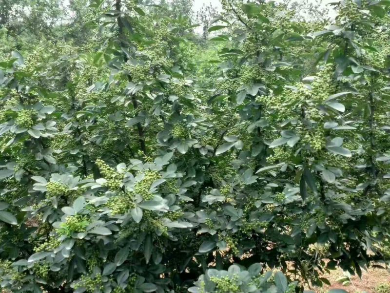 云南九叶青花椒，麻椒特级干