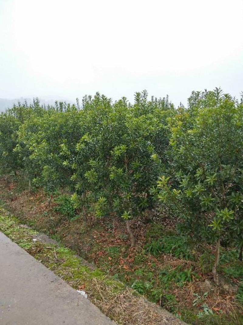 杨梅树苗靖州梅苗地径量直3公分以上，高100~150cm