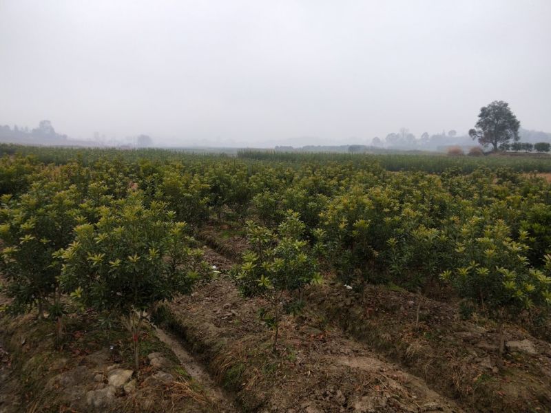 杨梅树苗靖州梅苗地径量直3公分以上，高100~150cm