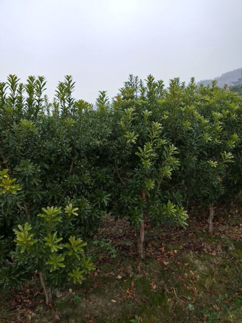 杨梅树苗靖州梅苗地径量直3公分以上，高100~150cm