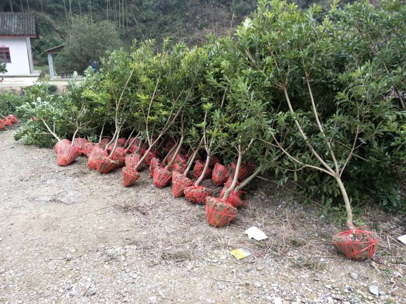 杨梅树苗靖州梅苗地径量直3公分以上，高100~150cm
