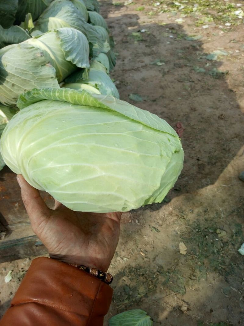 扁包菜1到2公斤，京丰一号，质量好，价格优