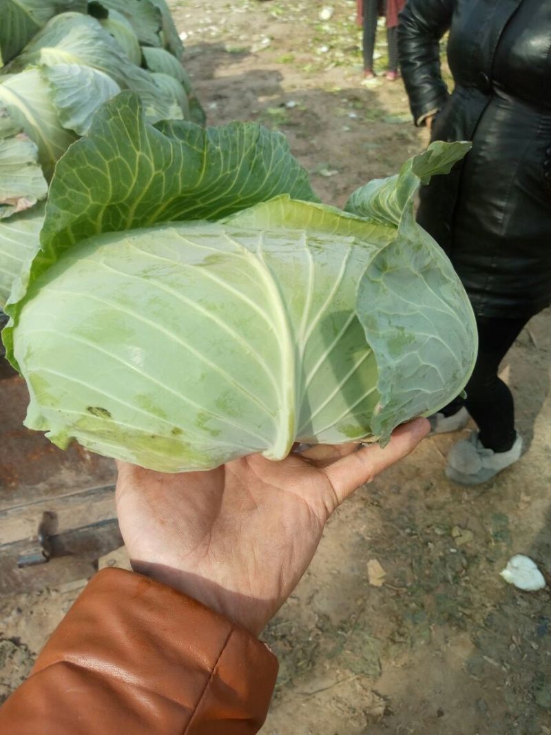 扁包菜1到2公斤，京丰一号，质量好，价格优