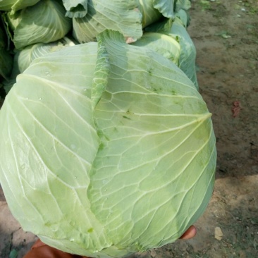 扁包菜1到2公斤，京丰一号，质量好，价格优