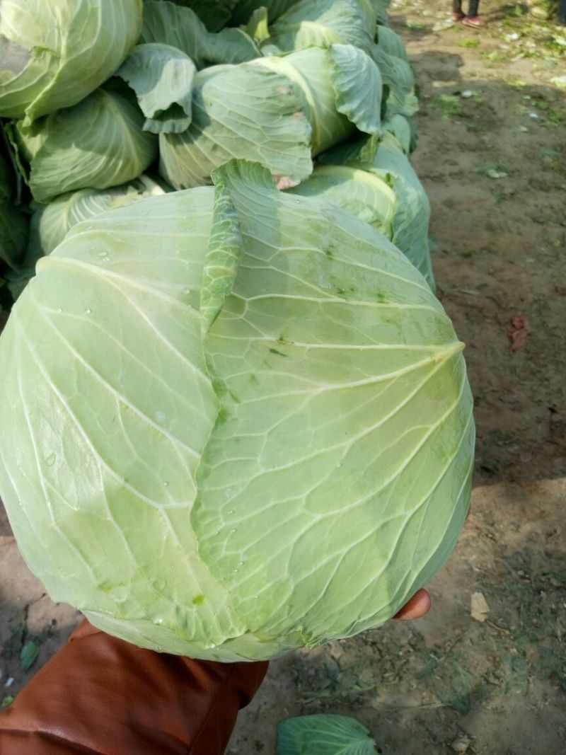 扁包菜1到2公斤，京丰一号，质量好，价格优