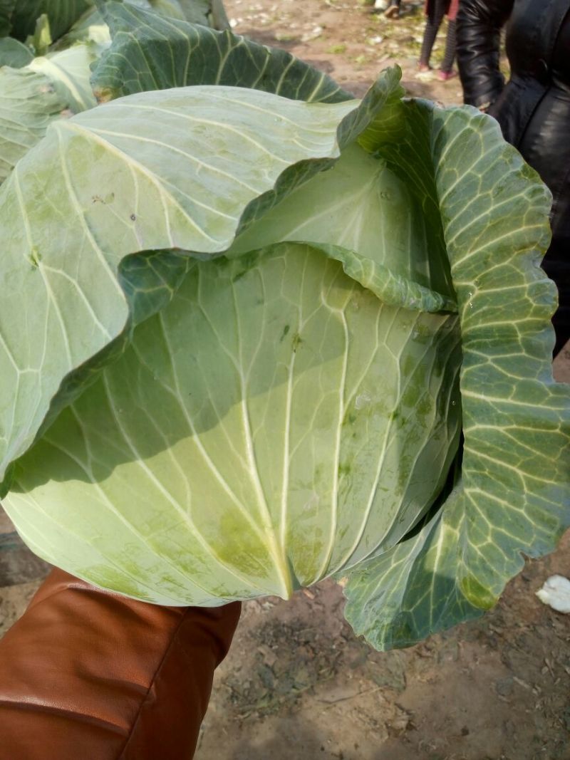 扁包菜1到2公斤，京丰一号，质量好，价格优