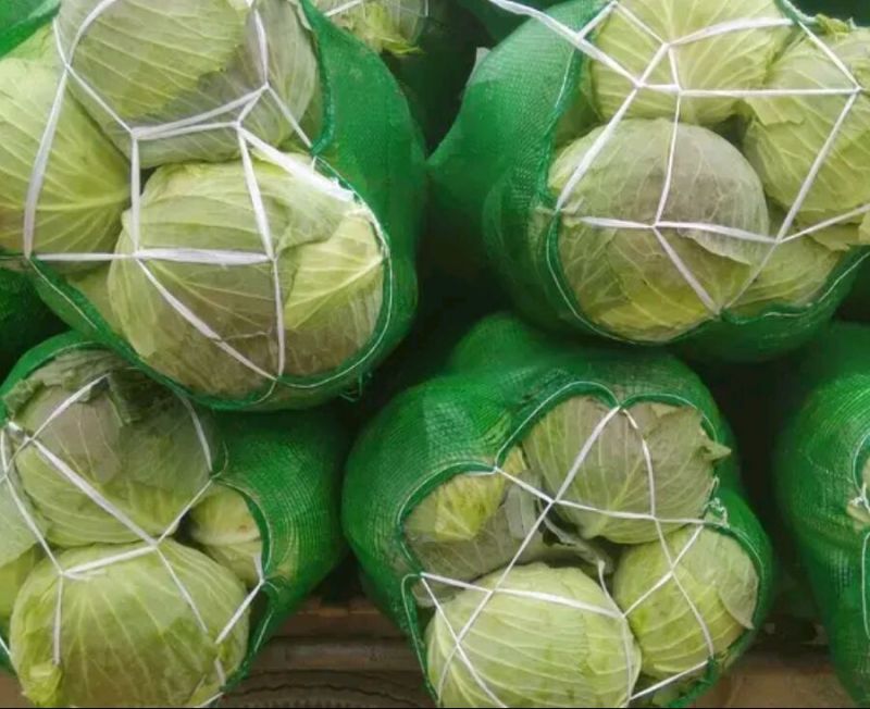 扁包菜1到2公斤，京丰一号，质量好，价格优