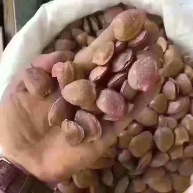 杏仁一级