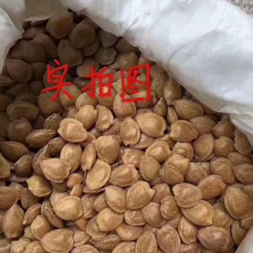 杏仁一级