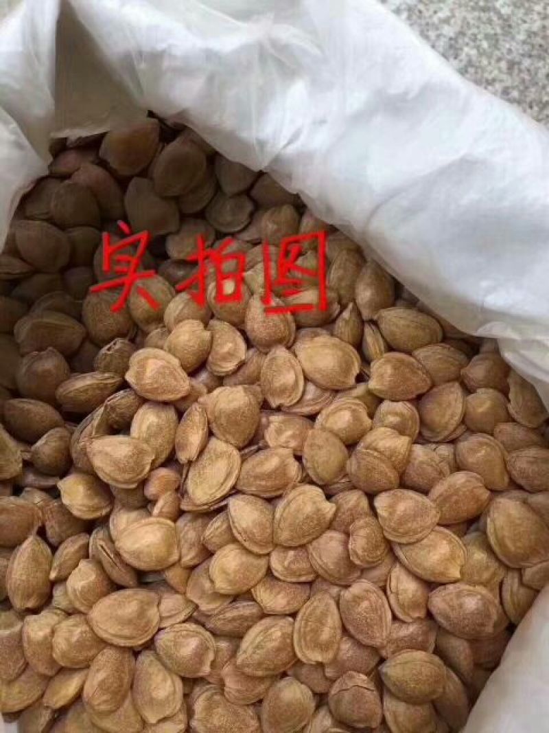 杏仁一级