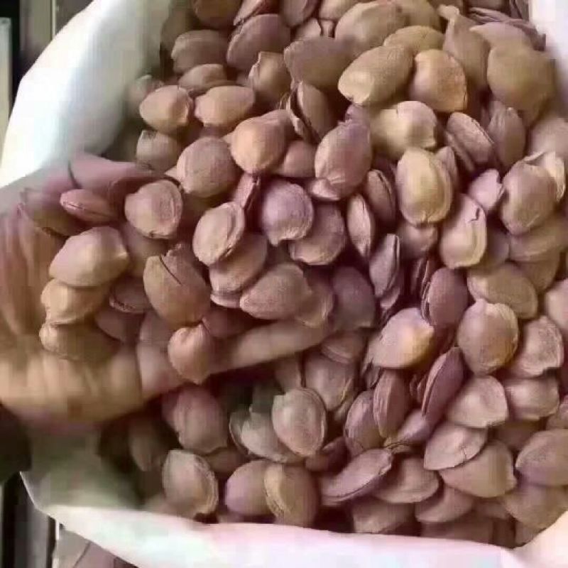 杏仁一级