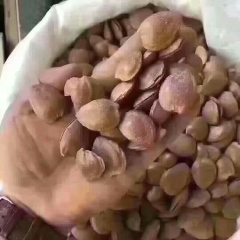 杏仁一级