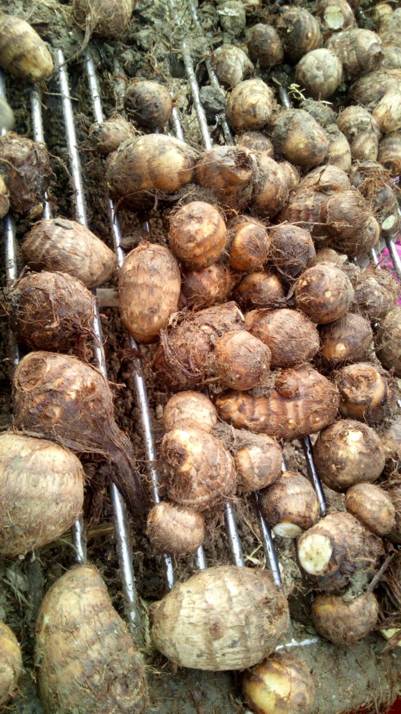 毛薯毛芋头
