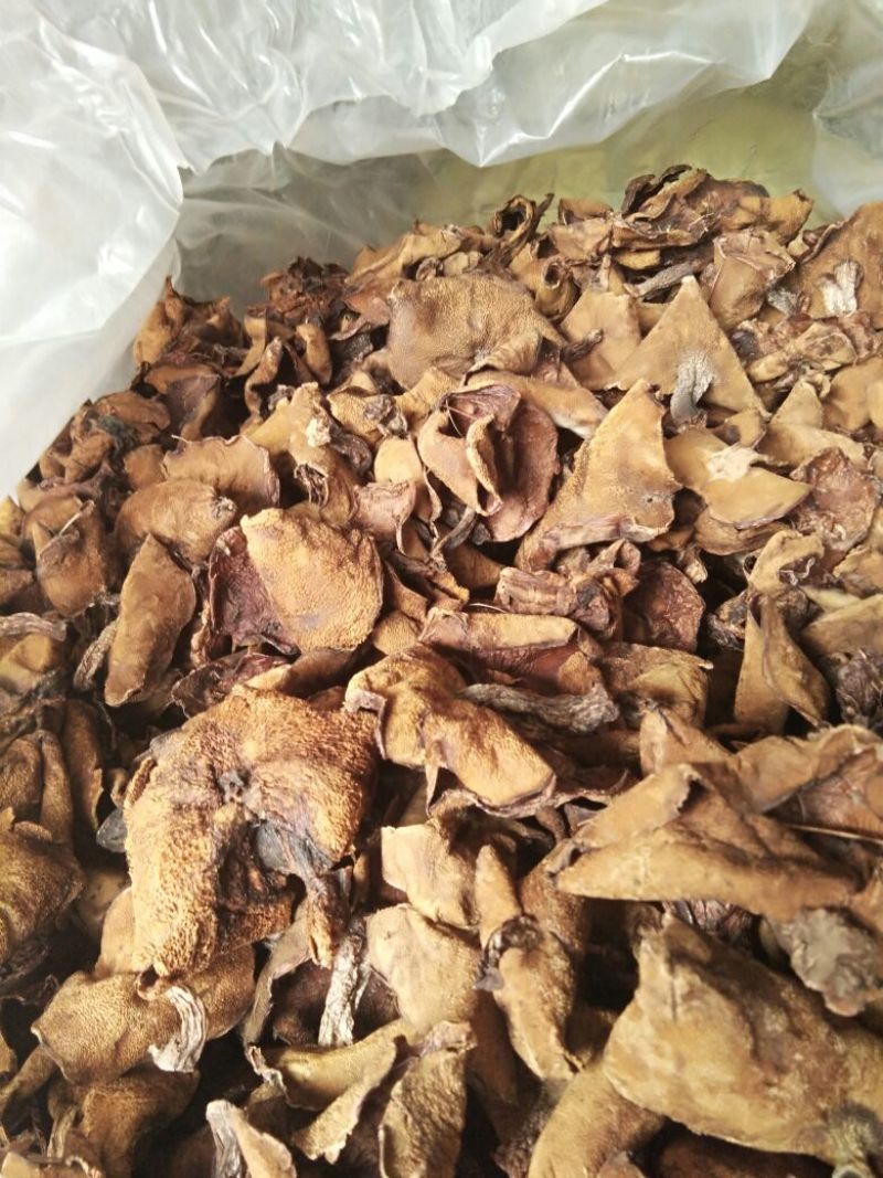 松蘑一级