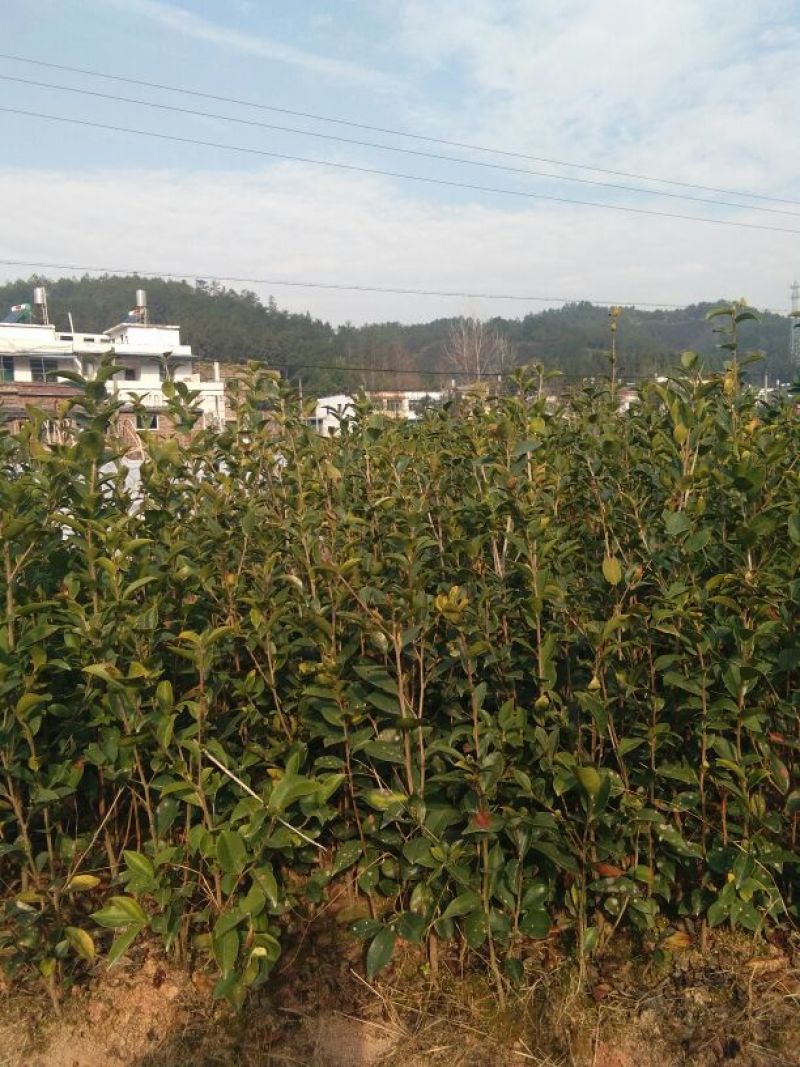 油茶苗10~29cm
