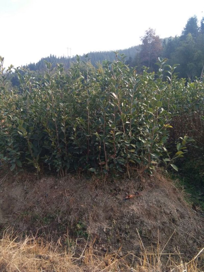 油茶苗10~29cm