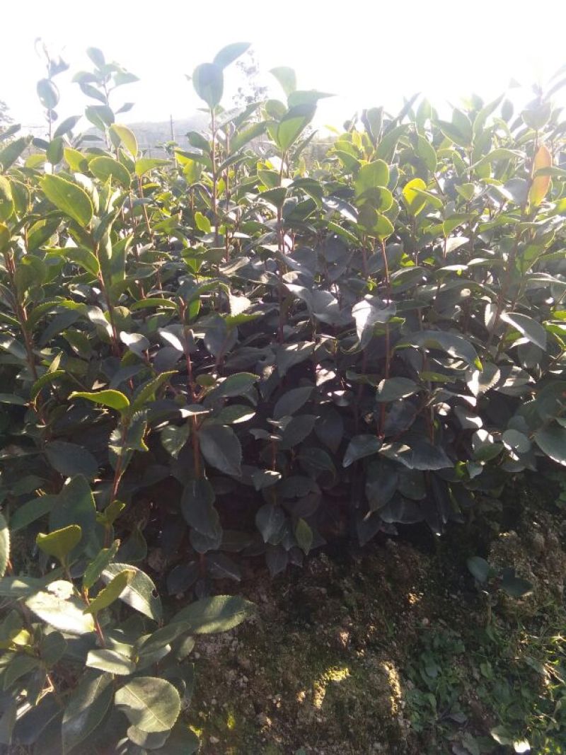 油茶苗10~29cm