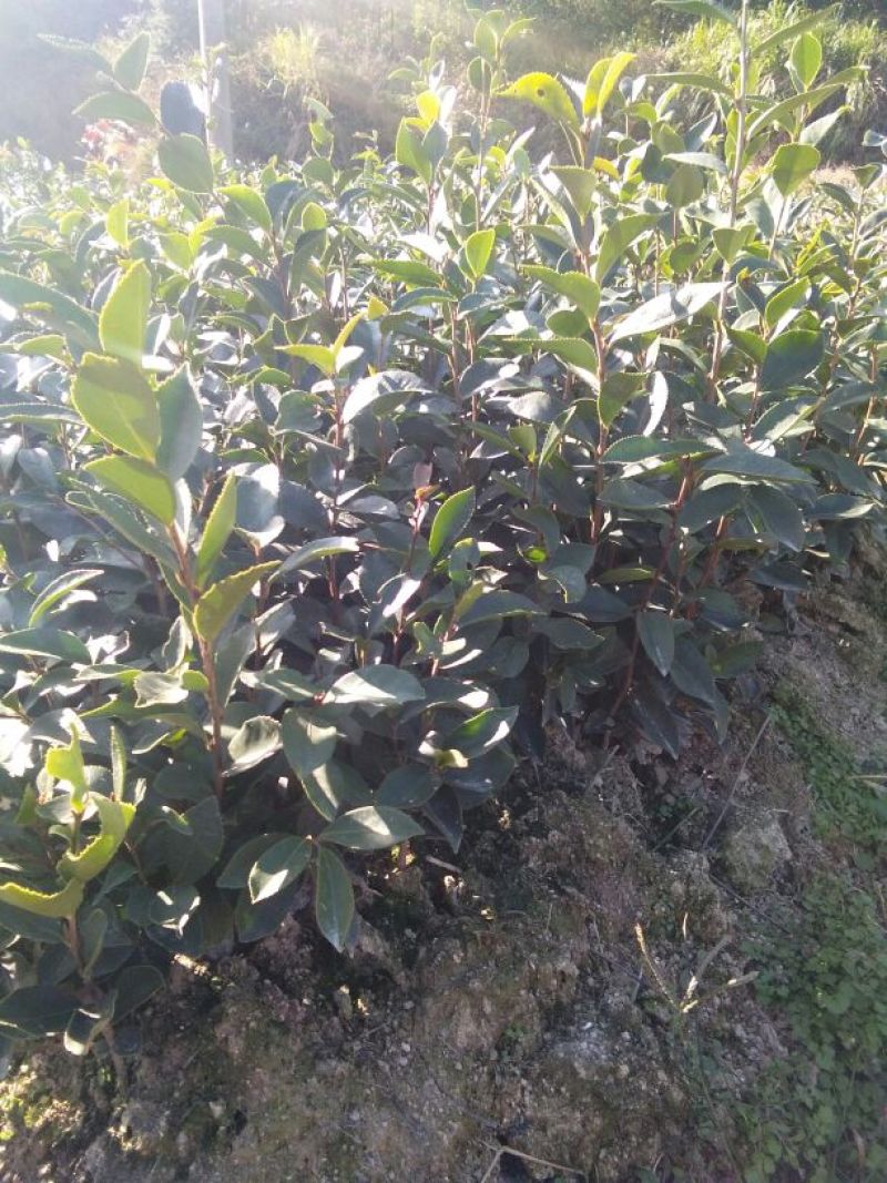 油茶苗10~29cm