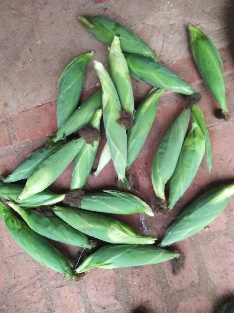 菜用玉米1%
