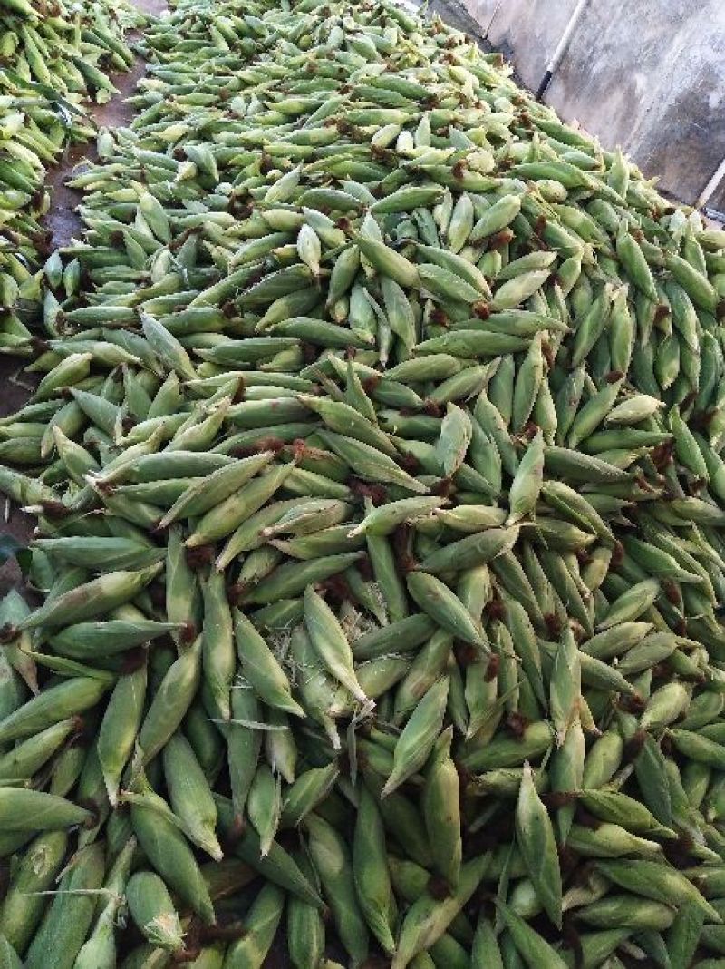 菜用玉米1%