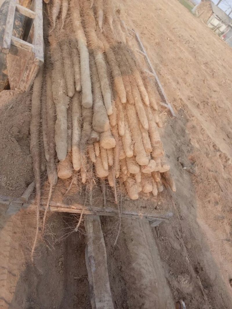 九斤黄山药3~4厘米特级通货70~90厘米