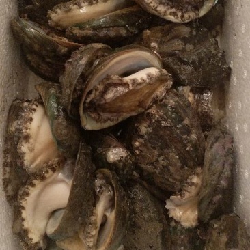 皱纹盘鲍40g（10cm）/只