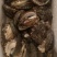 皱纹盘鲍40g（10cm）/只