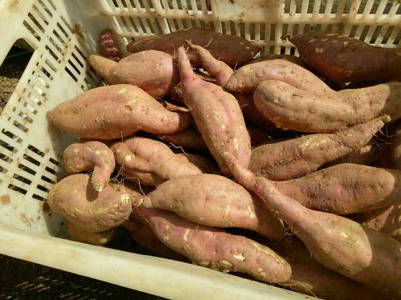 红薯山窖藏货西瓜红，济薯26:密薯25货源充足质量保证全