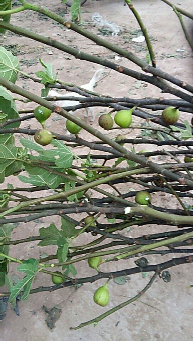 无花果苗30~50cm