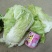 大白菜4~6斤净菜