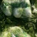 大白菜4~6斤净菜