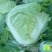 大白菜4~6斤净菜