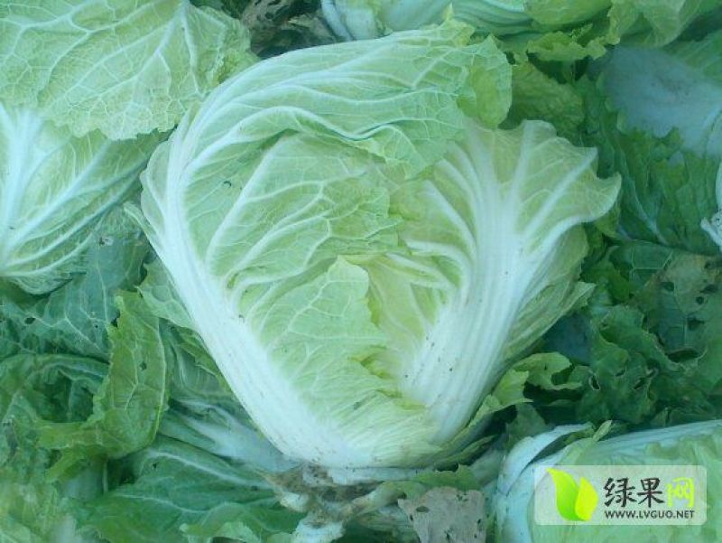 大白菜4~6斤净菜