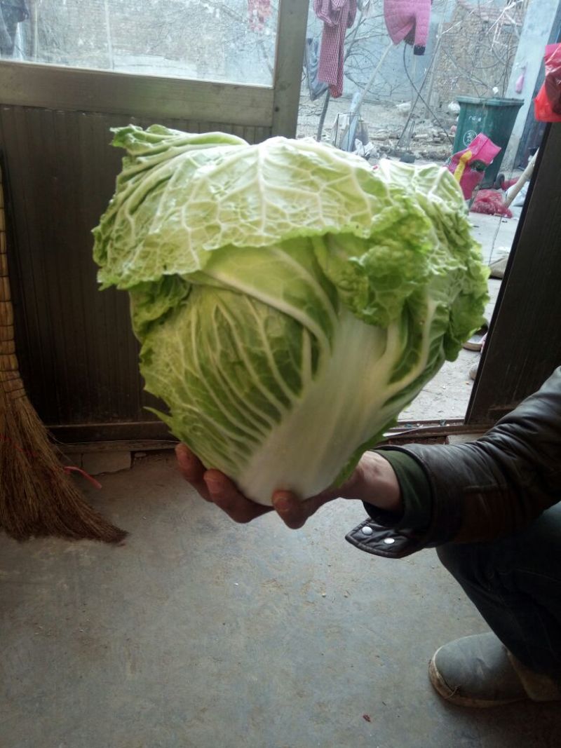大白菜4~6斤净菜