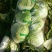大白菜4~6斤净菜