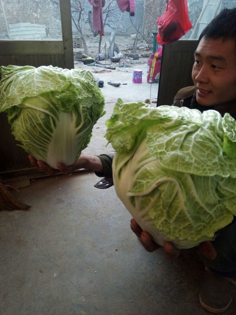 大白菜4~6斤净菜