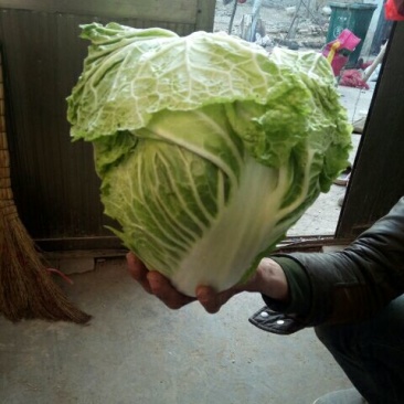 大白菜4~6斤净菜