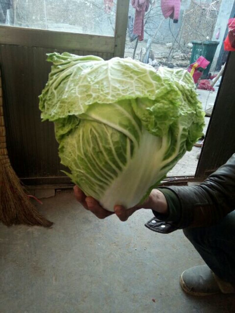 大白菜4~6斤净菜