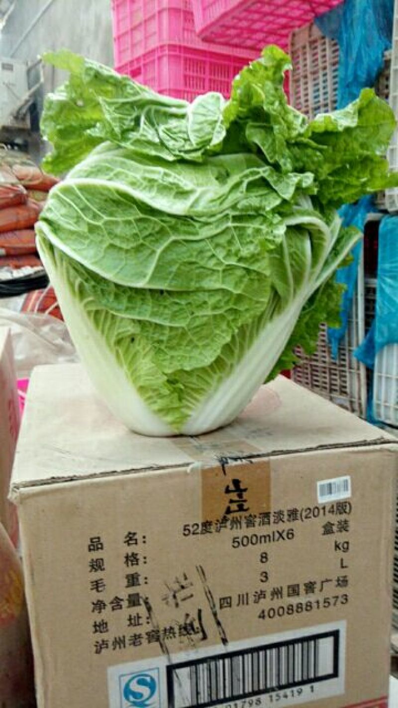 大白菜4~6斤净菜