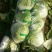 大白菜4~6斤净菜