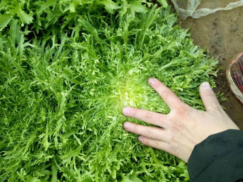 苦菊15~25cm可视频看货或实地考察看货