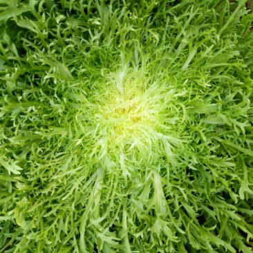 苦菊15~25cm可视频看货或实地考察看货