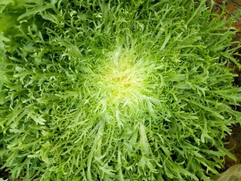 苦菊15~25cm可视频看货或实地考察看货