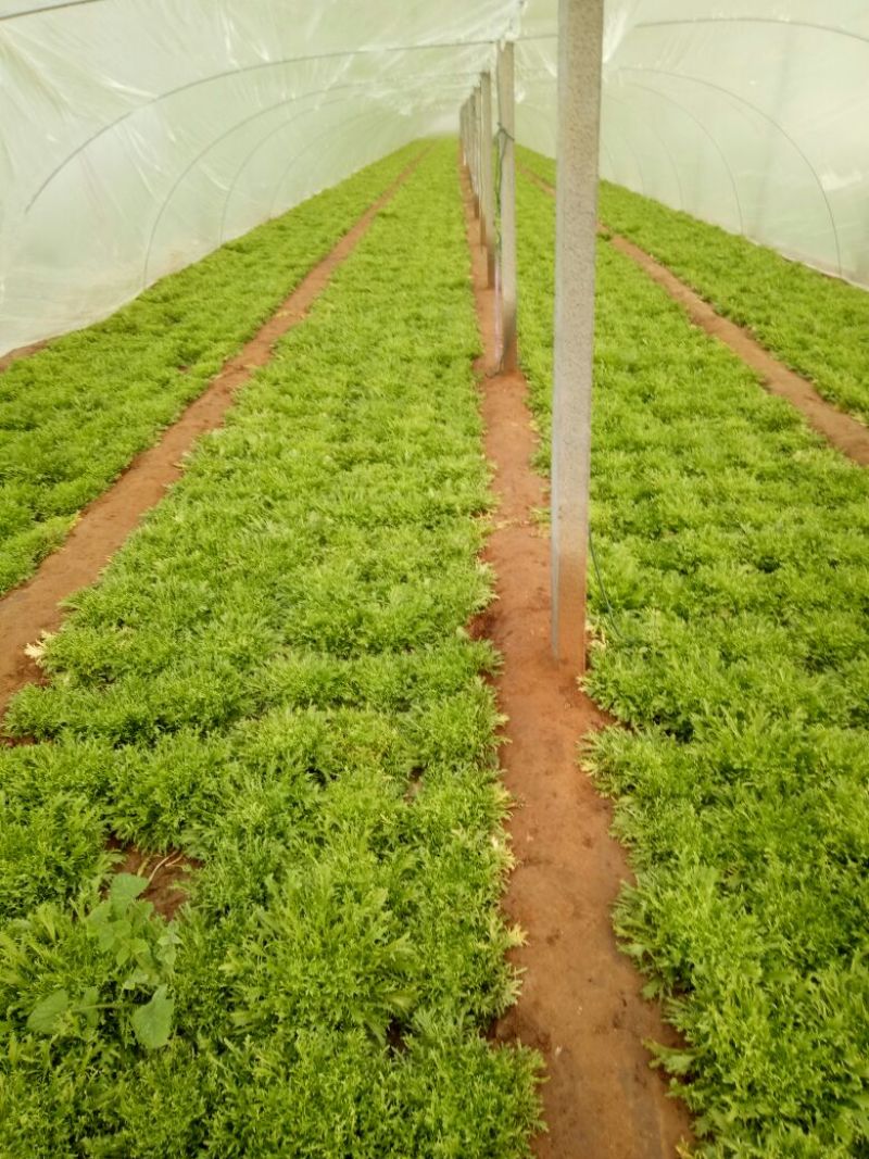 苦菊15~25cm可视频看货或实地考察看货