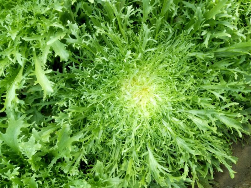 苦菊15~25cm可视频看货或实地考察看货