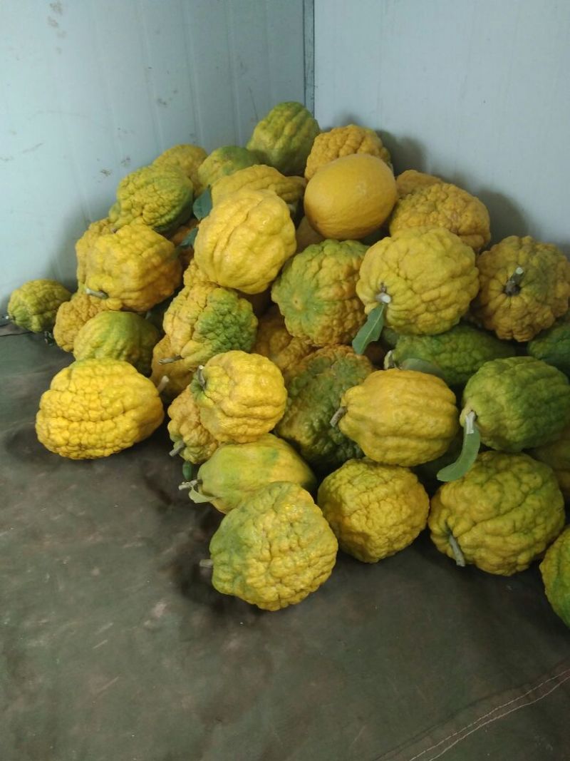香橼香椽千佛手
