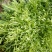 苦菊15~25cm可视频看货或实地考察看货