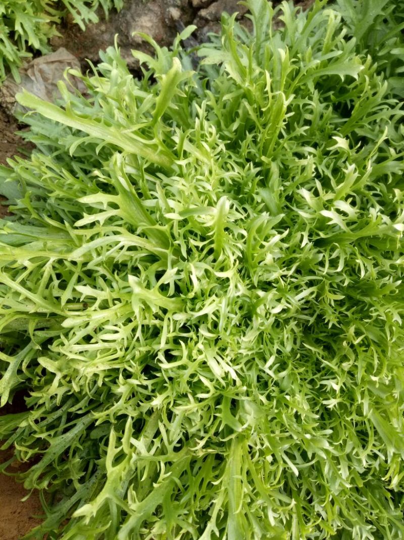 苦菊15~25cm可视频看货或实地考察看货
