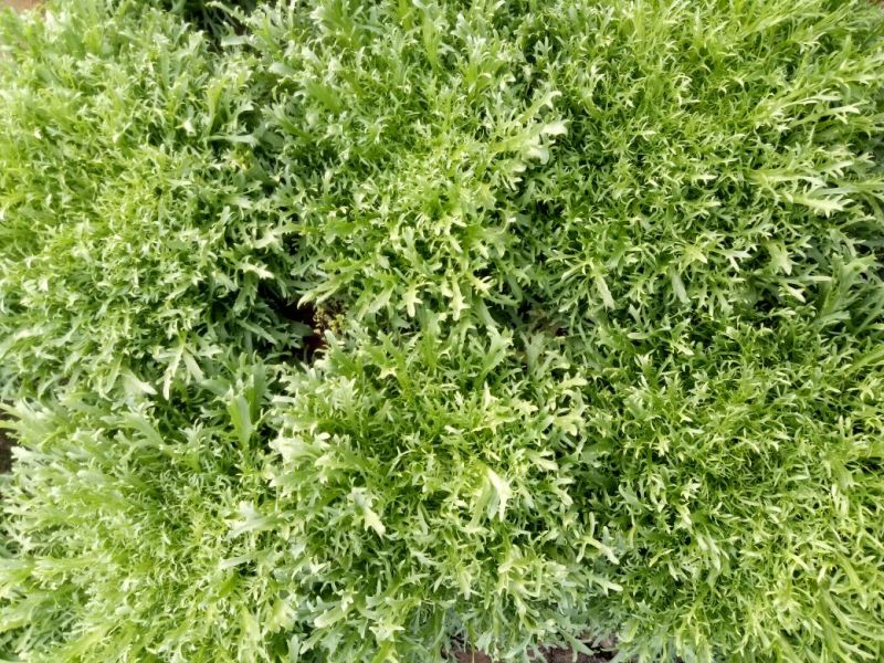 苦菊15~25cm可视频看货或实地考察看货